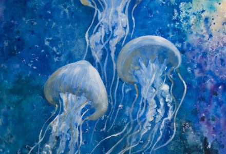Jellyfish photograph